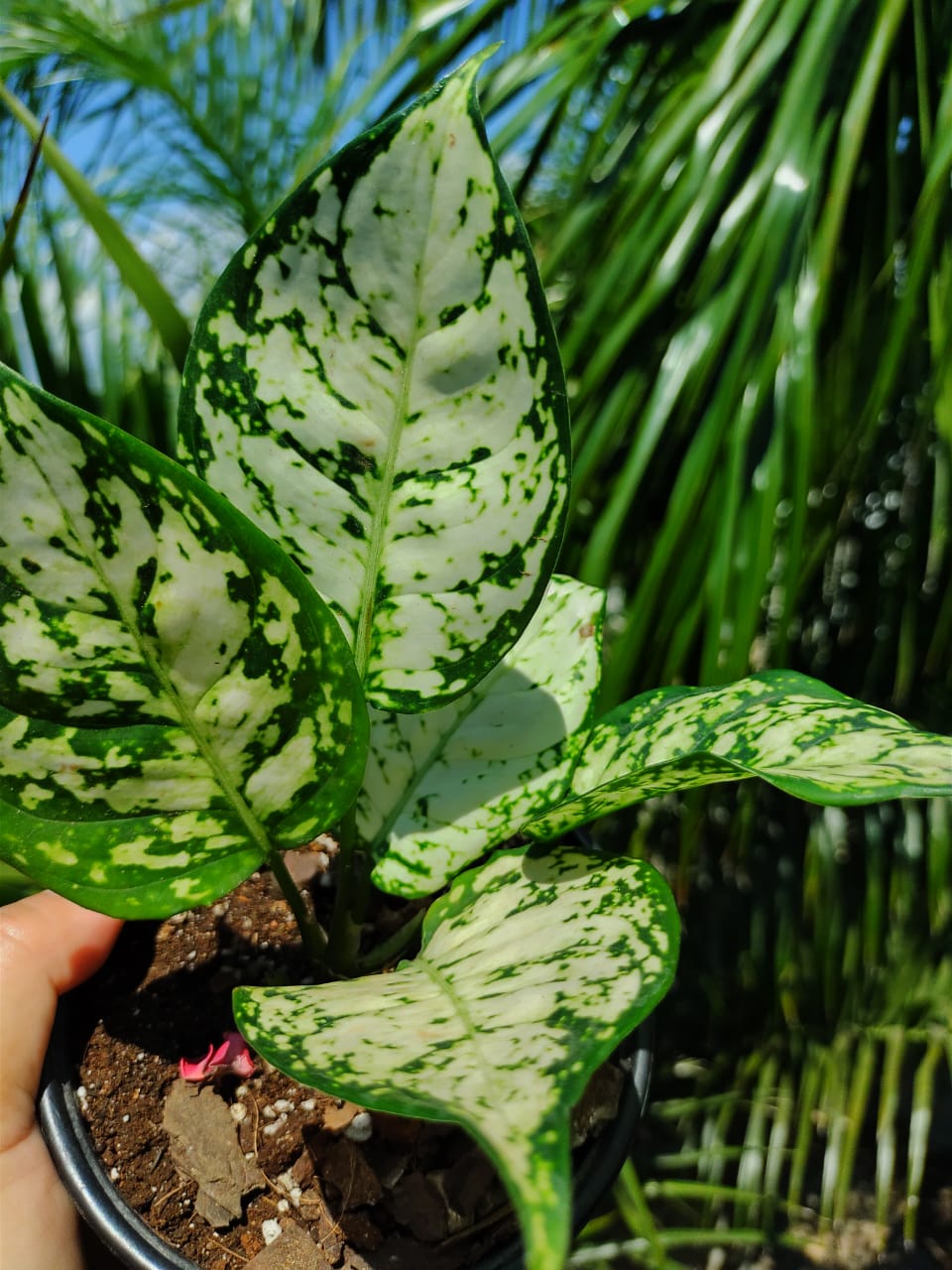 Aglaonema Super White "5