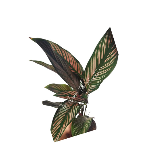 Calathea White Star “6