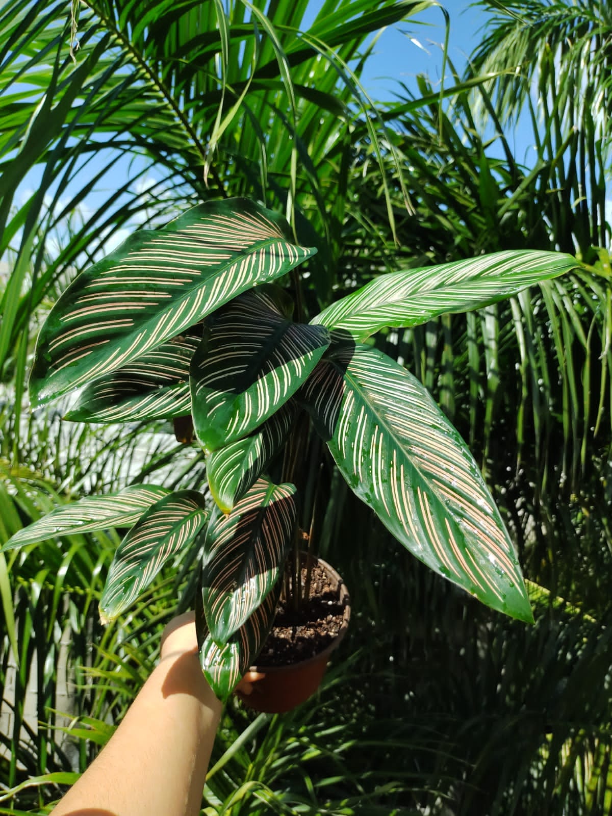 Calathea White Star “6