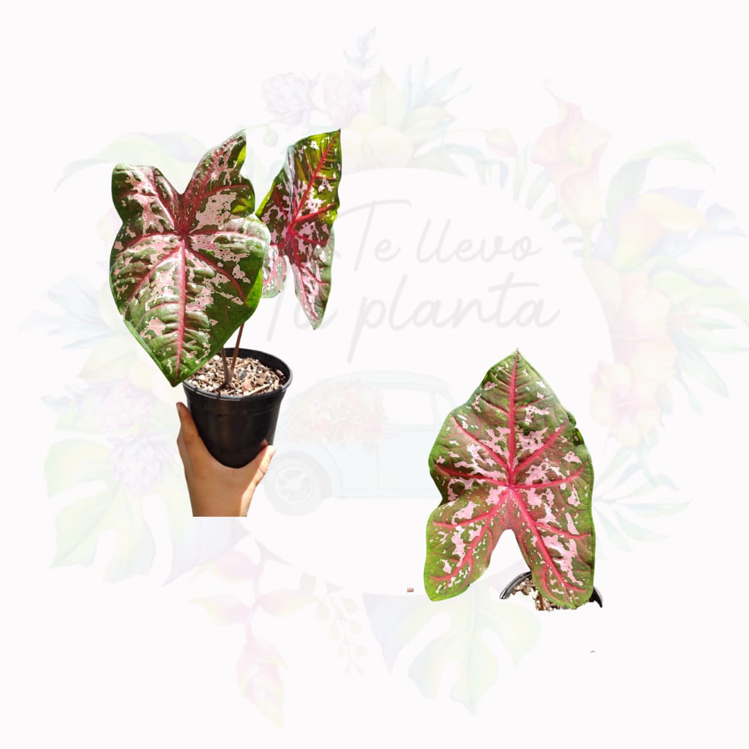 Caladium Caroline Whorthon #5