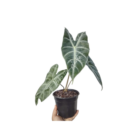 Alocasia Longiloba Silver #6