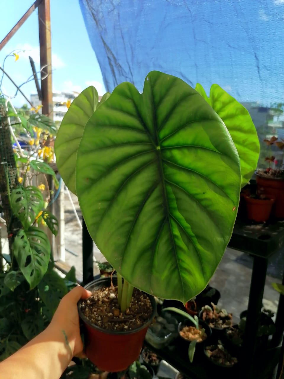 Alocasia Clypeloata "Green Shield"#6