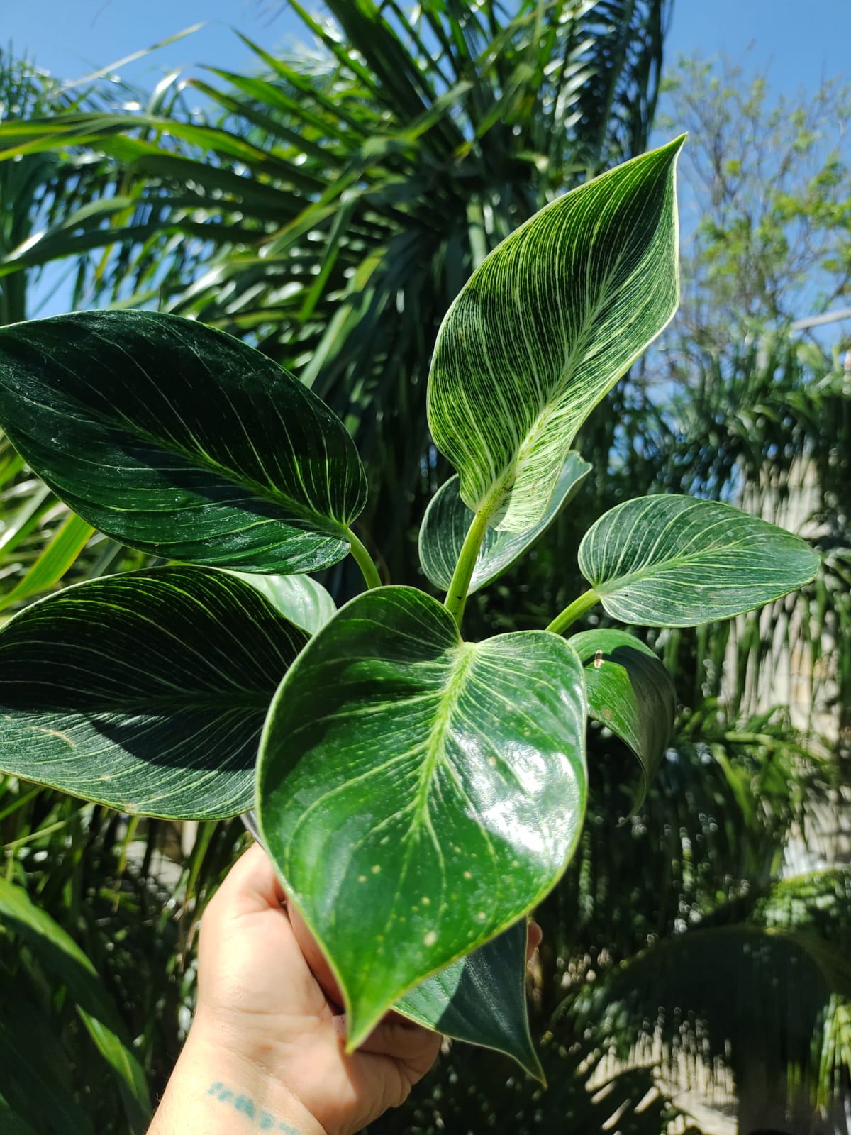 Philodendron Birkins “5