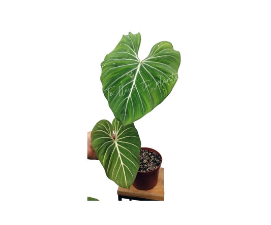Philodendron Gloriosum maceta “6