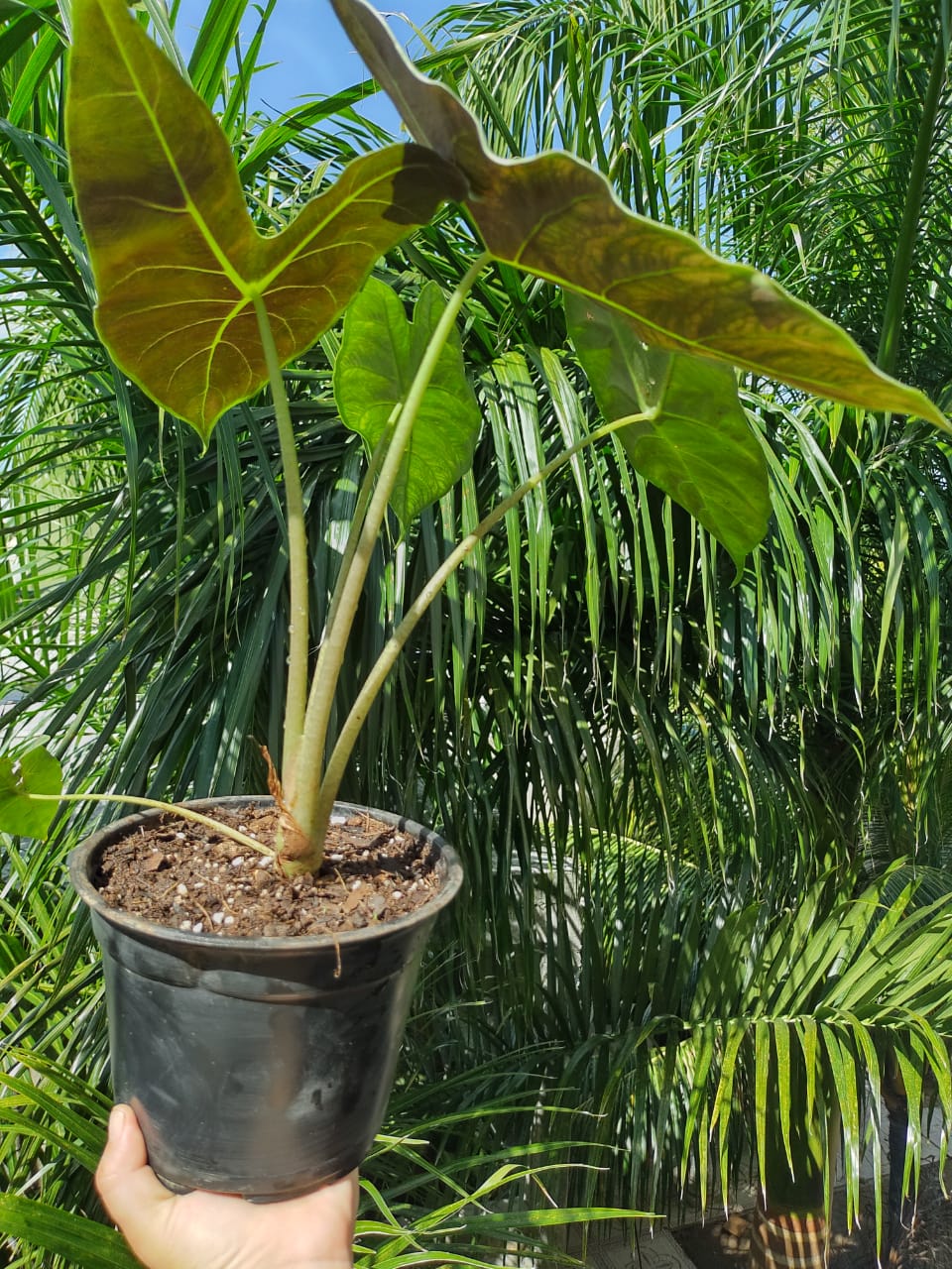 Alocasia Longiloba Silver #6