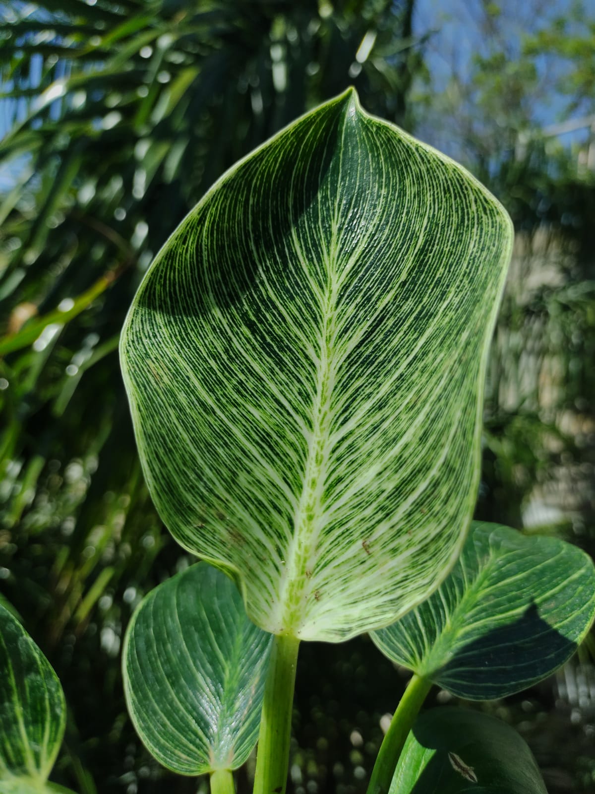 Philodendron Birkins “5