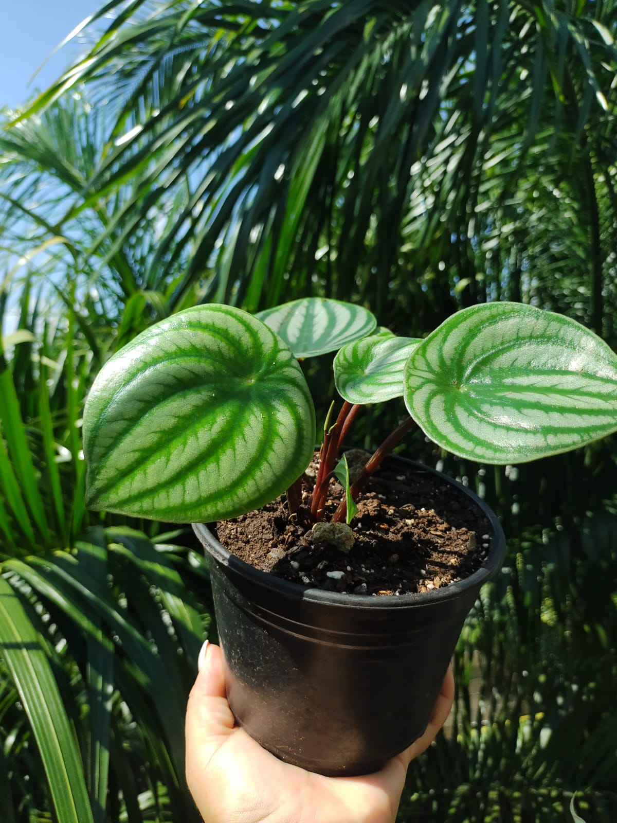 Peperomia Agryreia #6