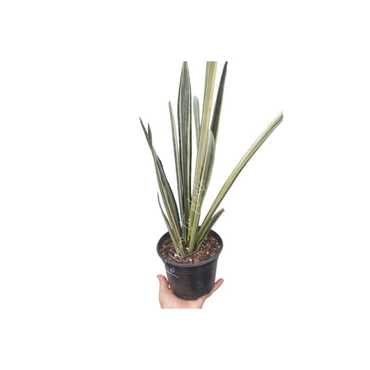 Sansevieria Blantel Sensation #6