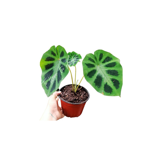 Colocasia Heterochroma