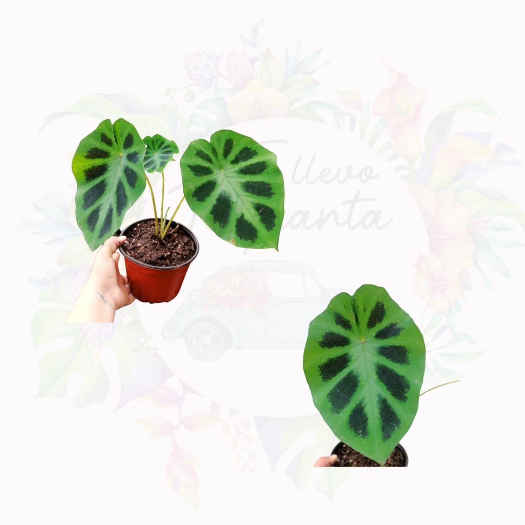 Colocasia Heterochroma