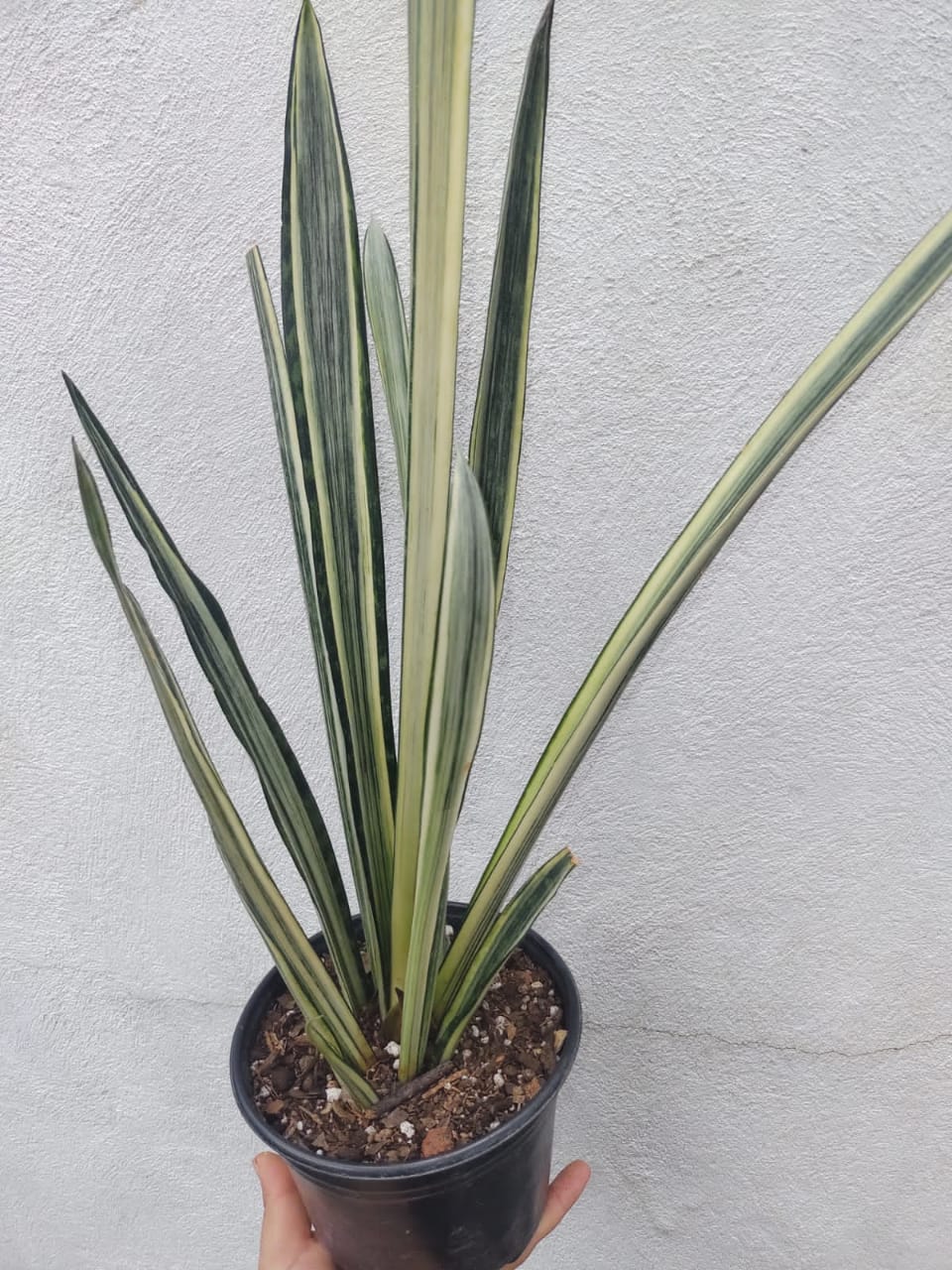 Sansevieria Blantel Sensation #6