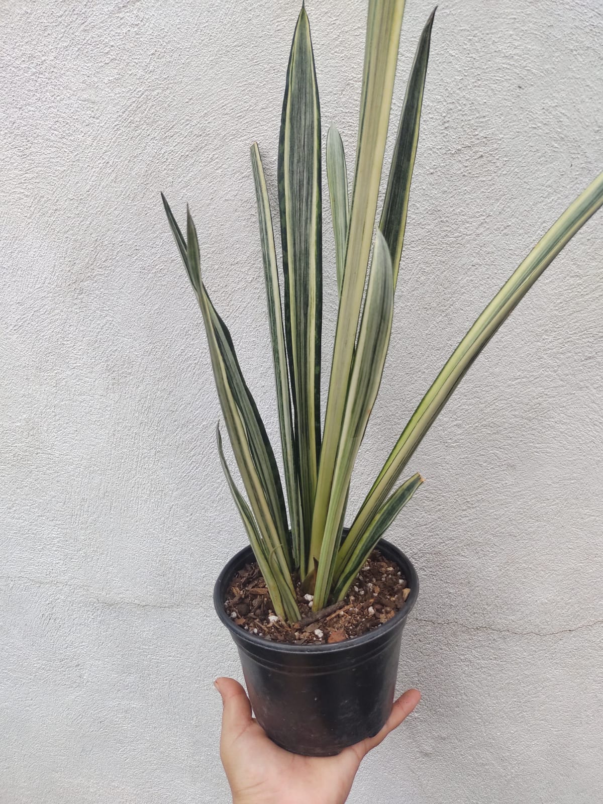 Sansevieria Blantel Sensation #6