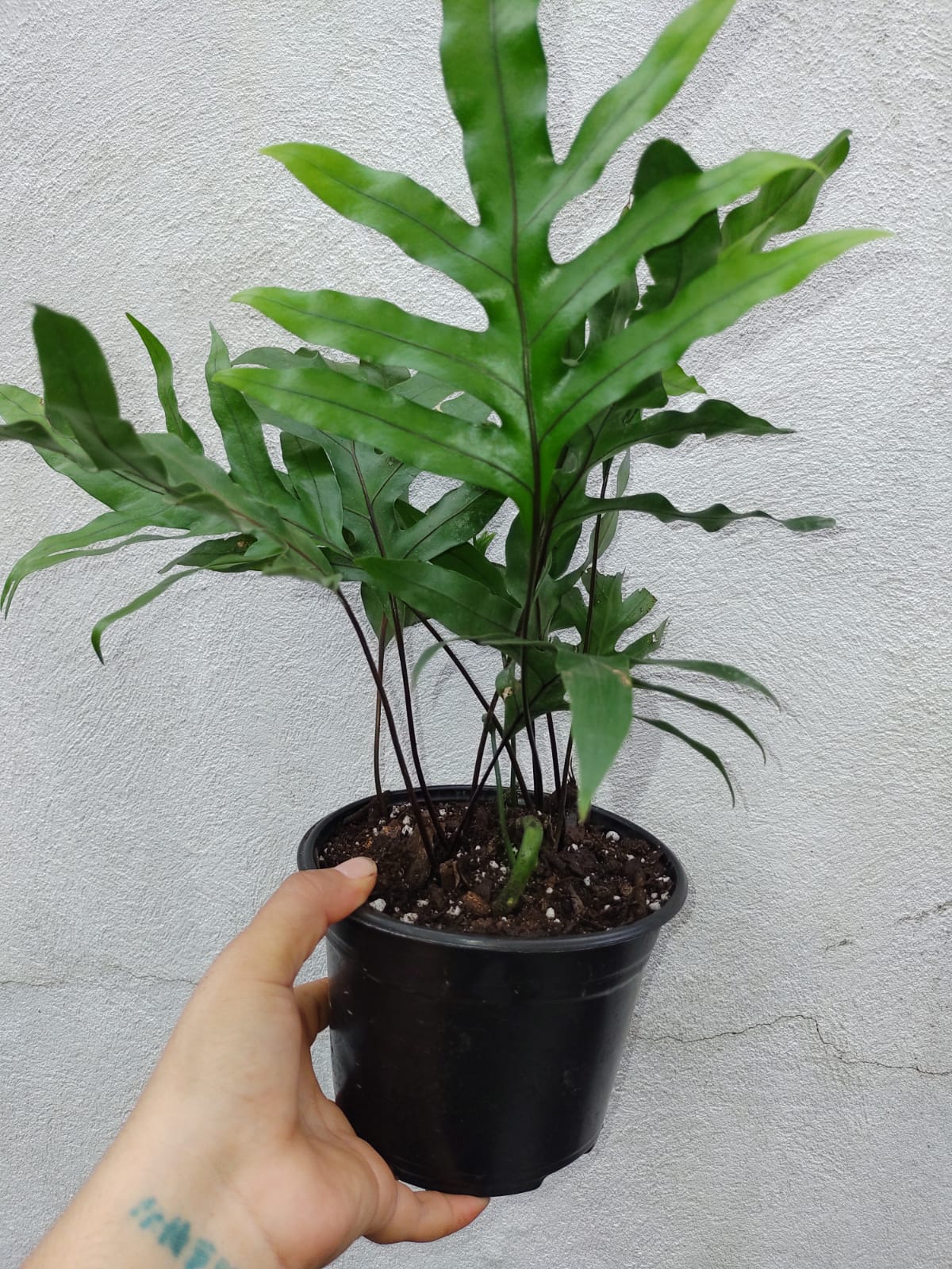 Helecho Phymatosorus Scolopendria