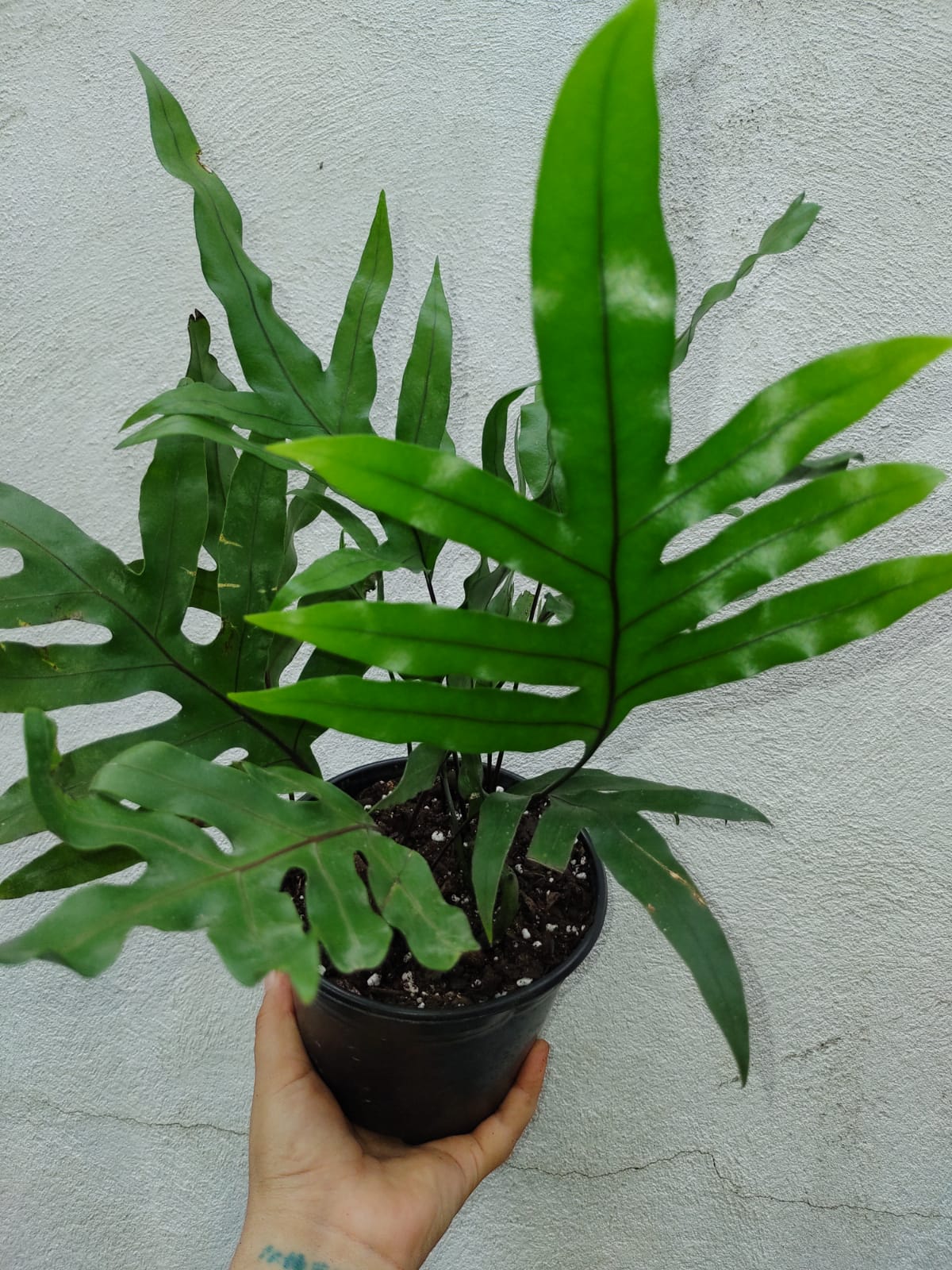 Helecho Phymatosorus Scolopendria