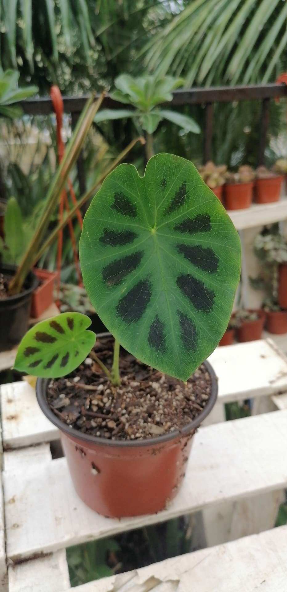 Colocasia Heterochroma
