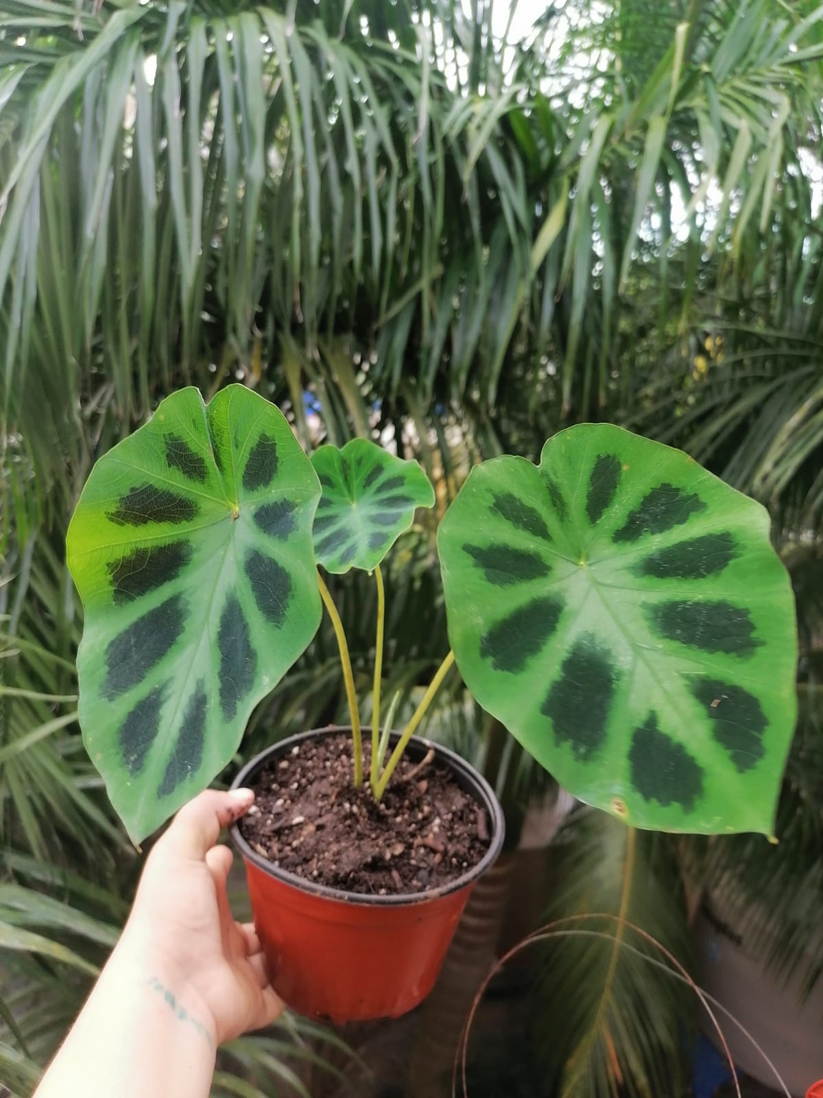 Colocasia Heterochroma