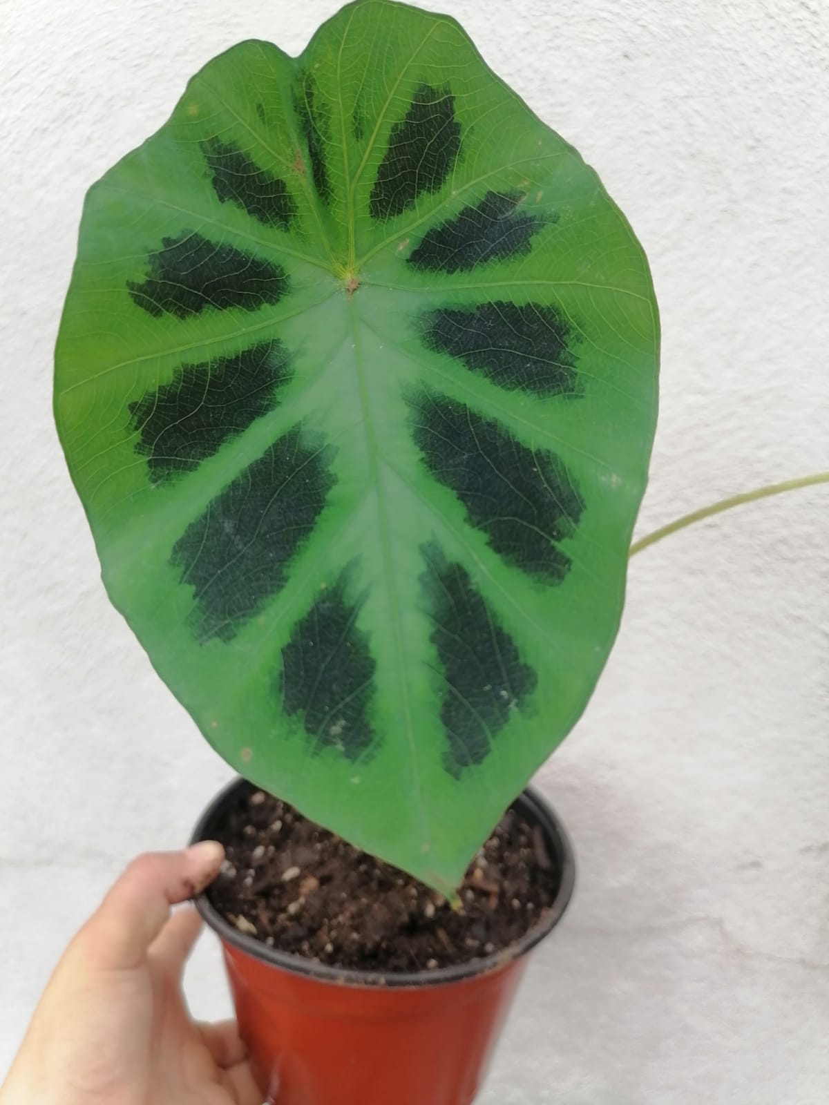 Colocasia Heterochroma