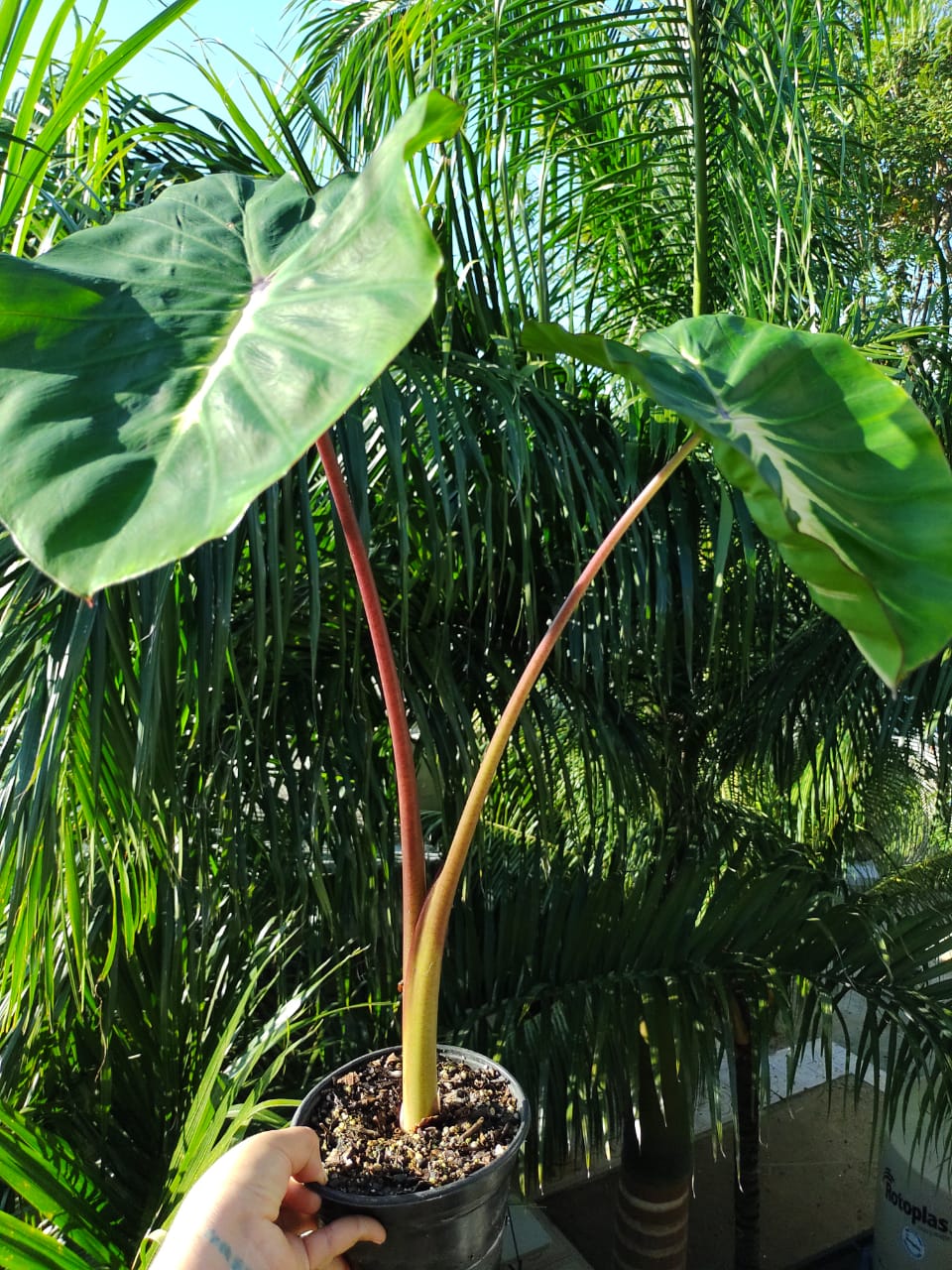 Colocasia White Lava #6