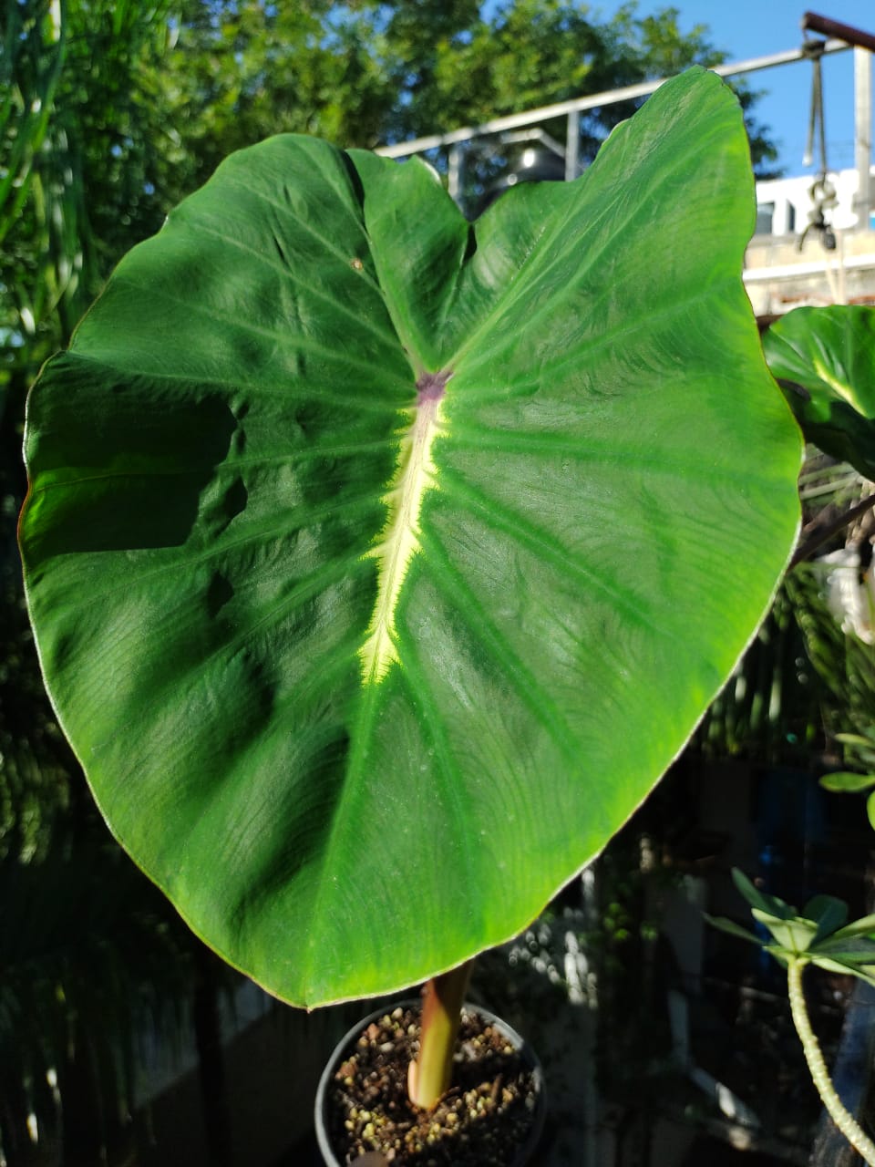 Colocasia White Lava #6