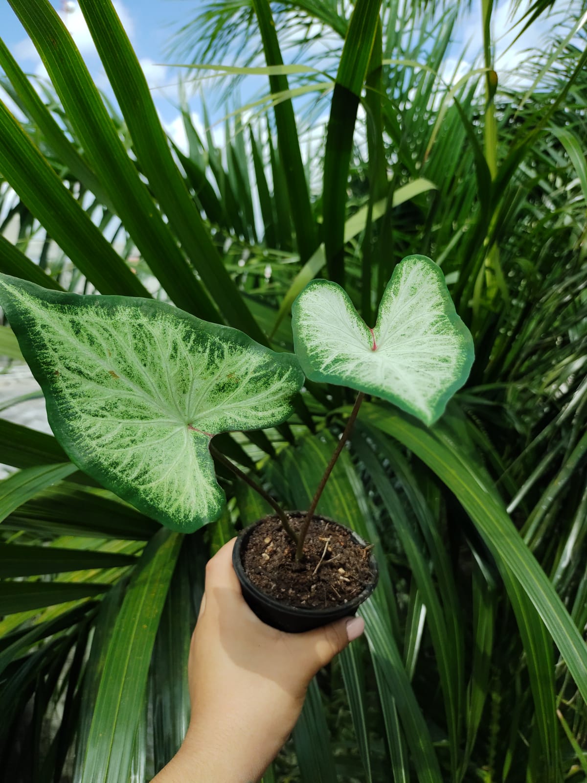 Caladium White Wing #4