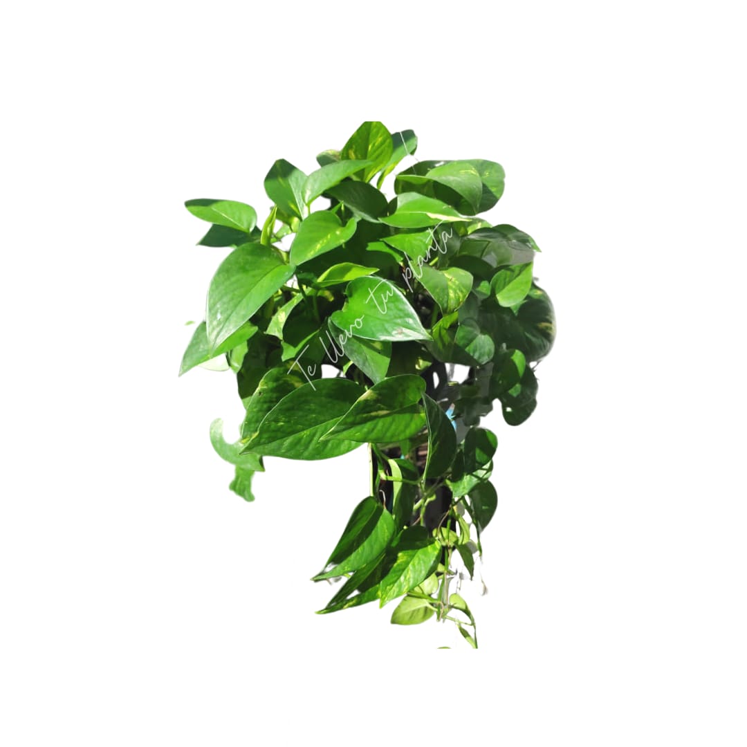 Epipremnum Aureum Golden #10 (Pothos Golden)