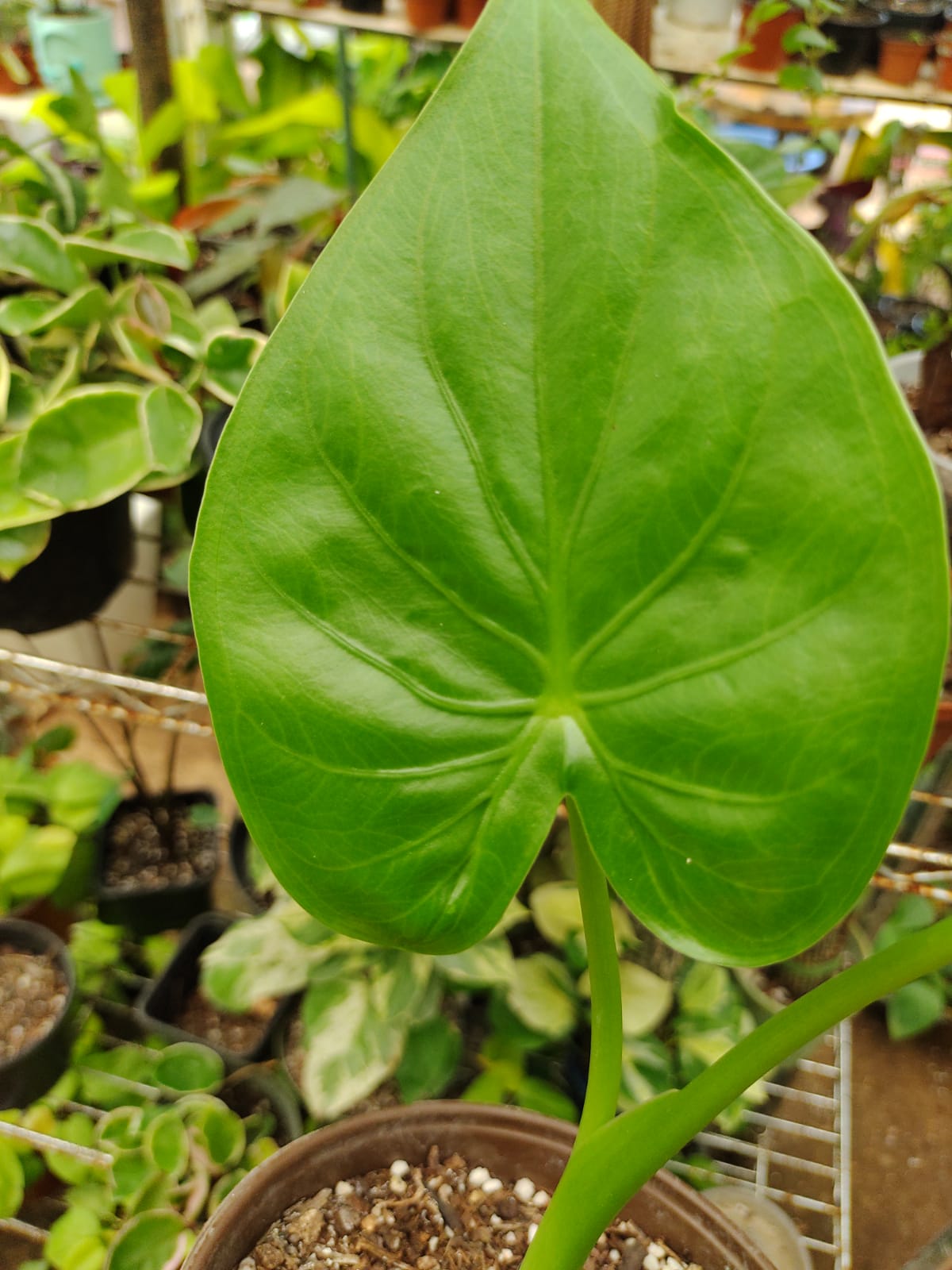 Alocasia Cucullata #4