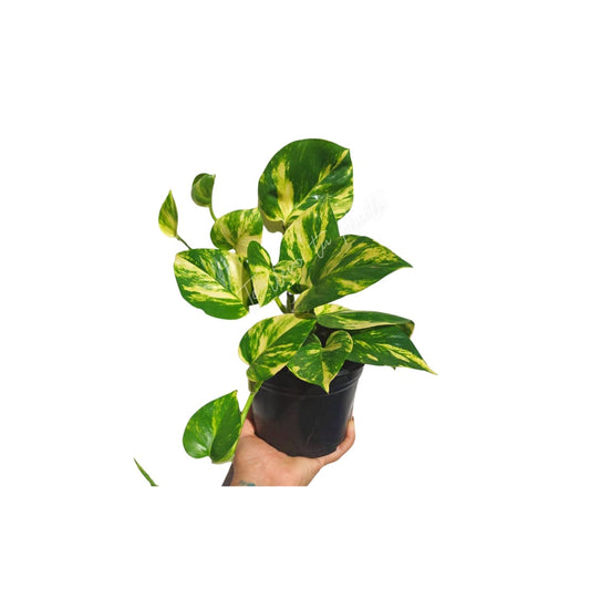 Pothos Hawaiian | Epipremnum Aureum Hawaiian "5