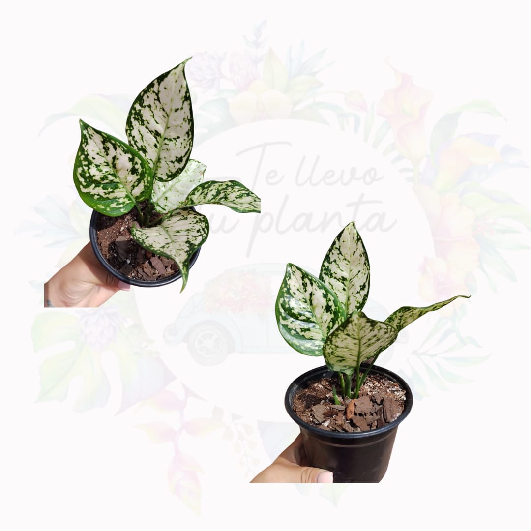 Aglaonema Super White "5