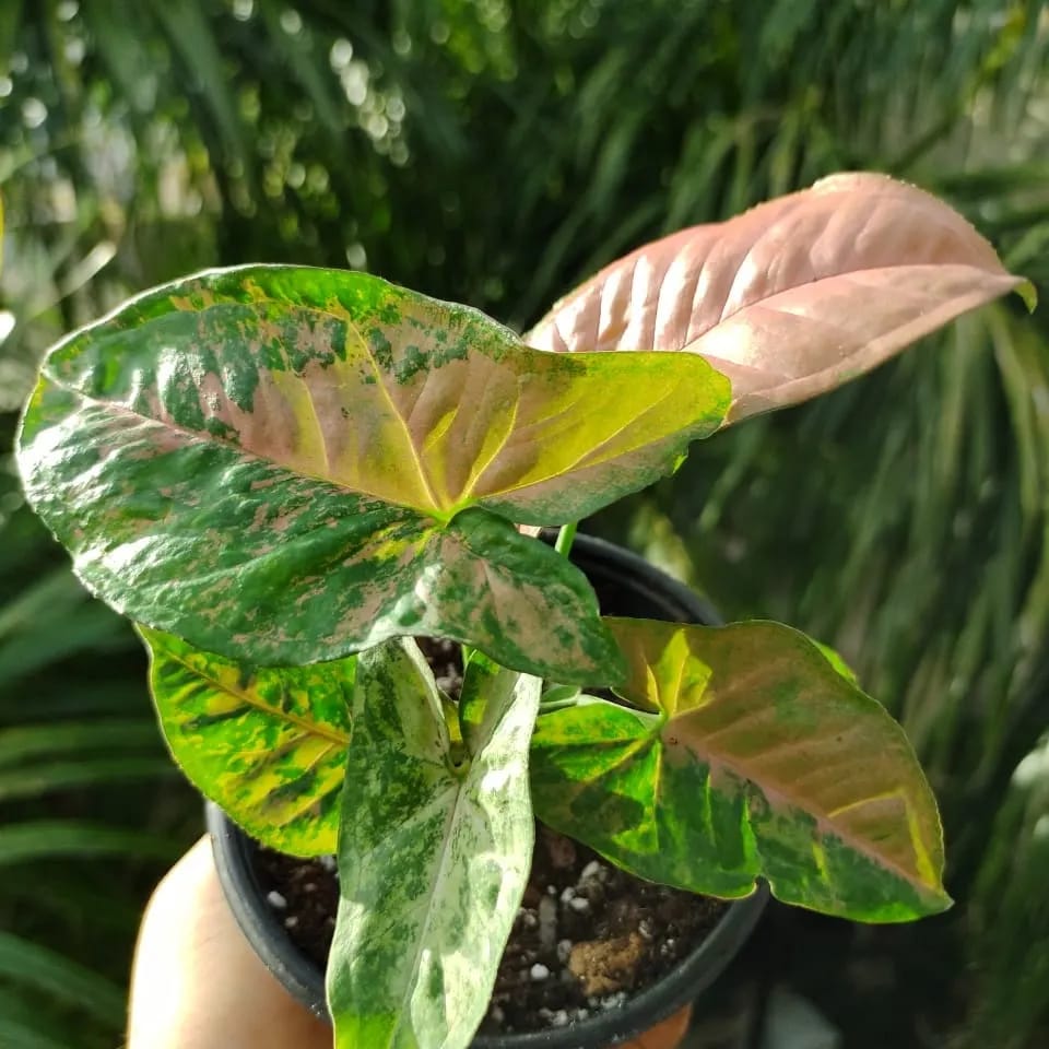 Syngonium Flecked maceta “4