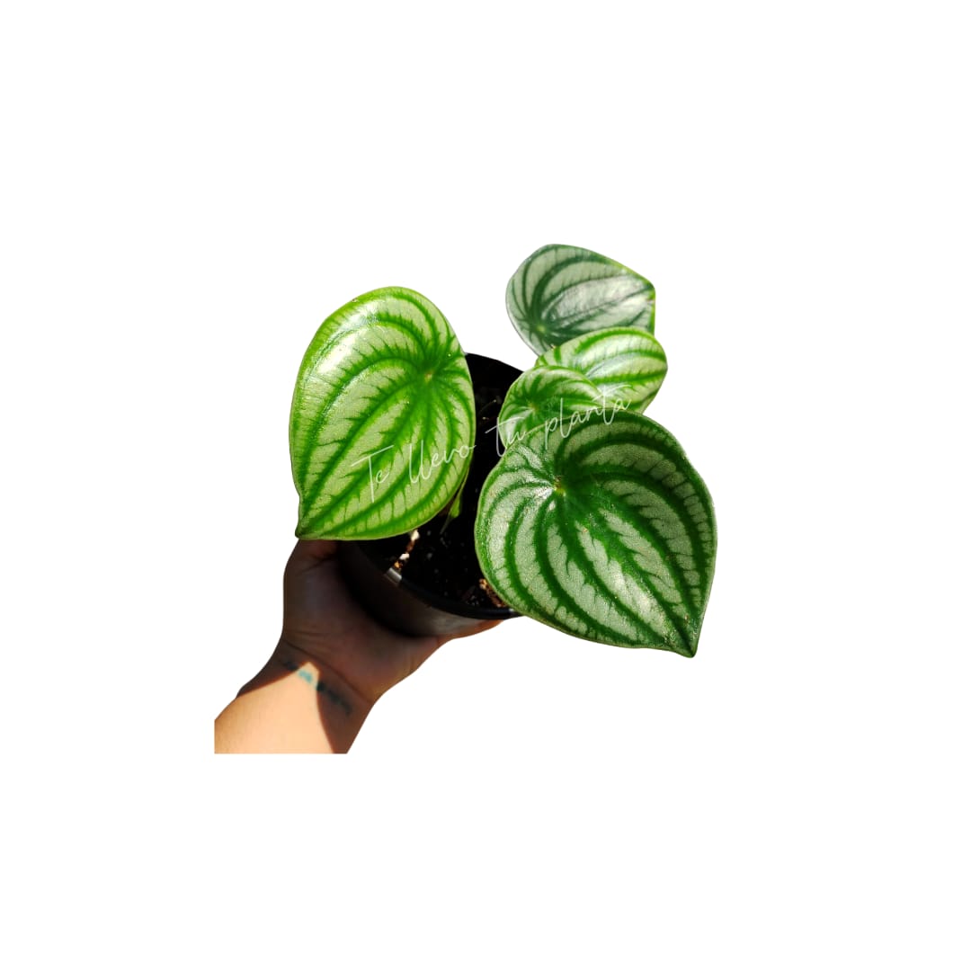 Peperomia Agryreia #6