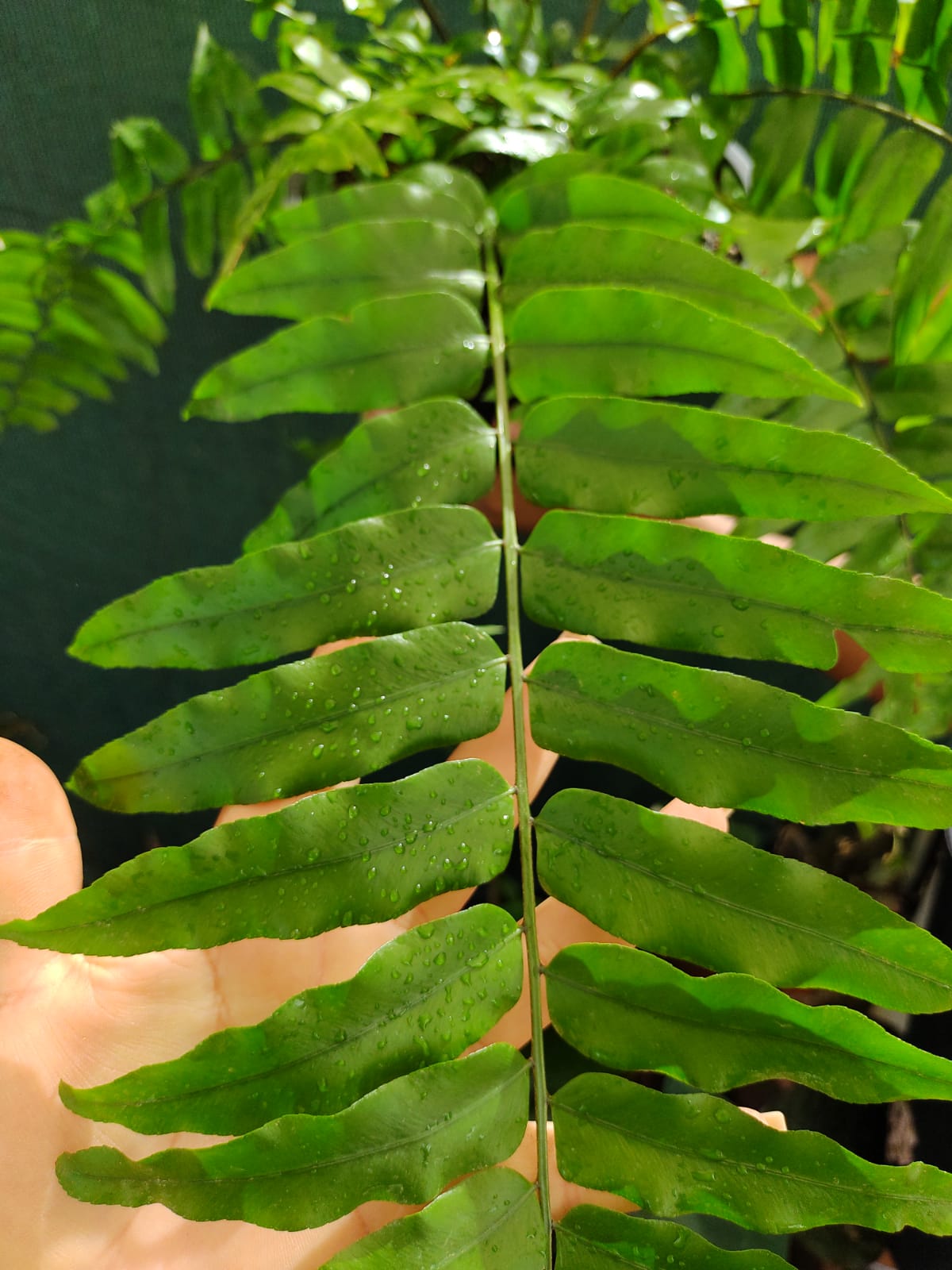 Helecho Macho Doryopteris Affinis