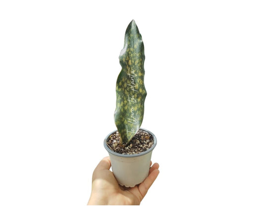 Sansevieria Kirkii #4