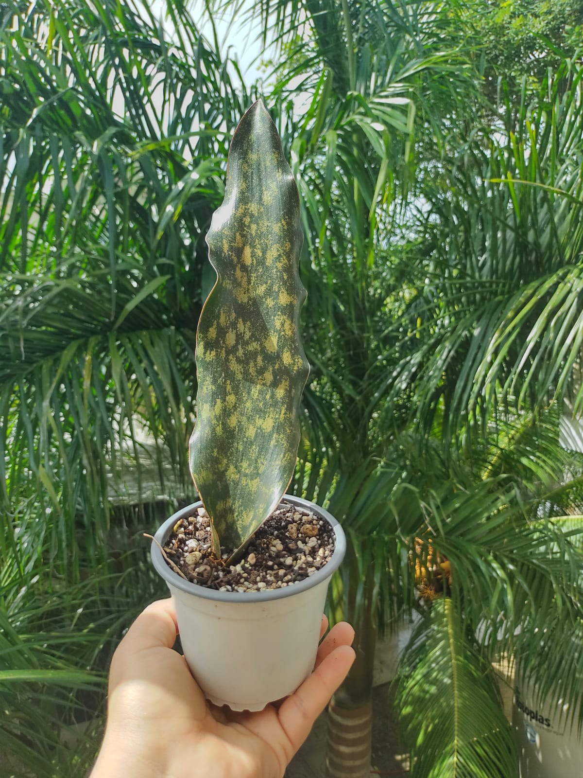 Sansevieria Kirkii #4