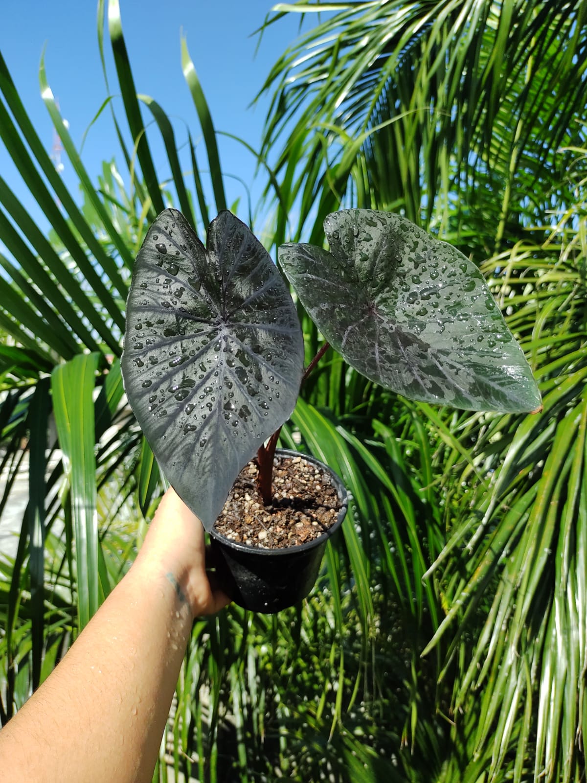 Colocasia black coral "5