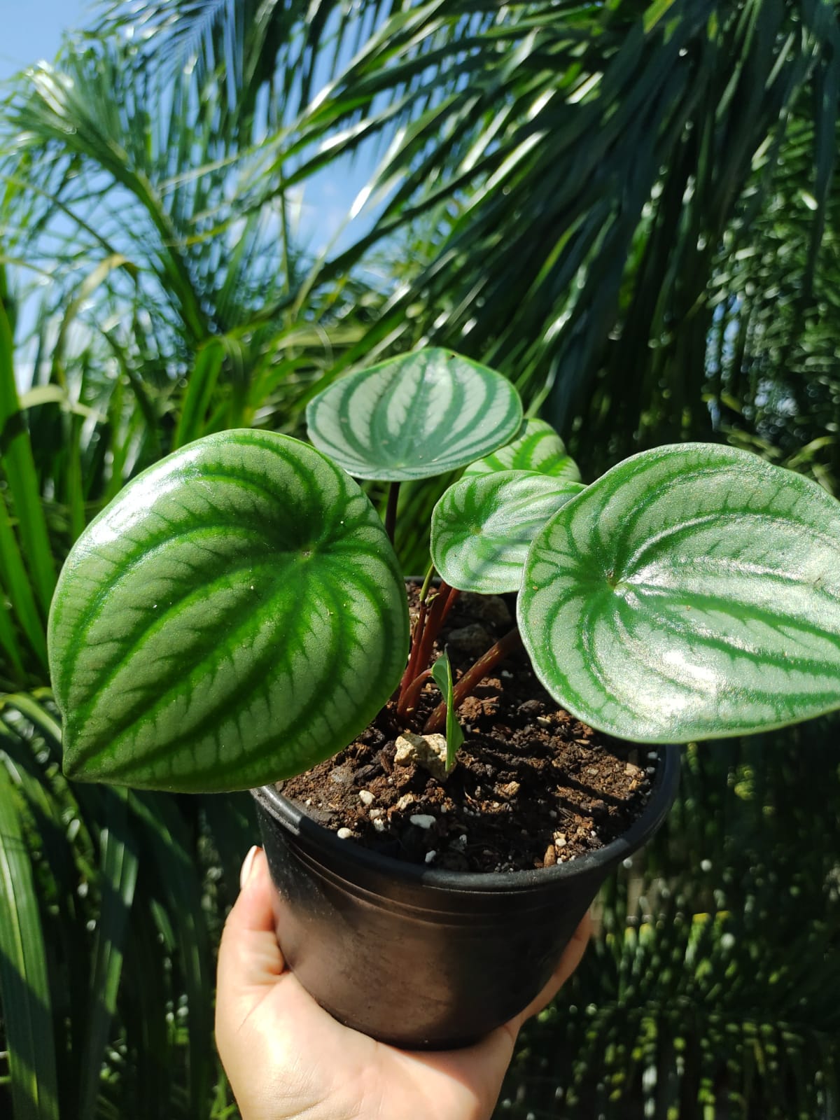 Peperomia Agryreia #6