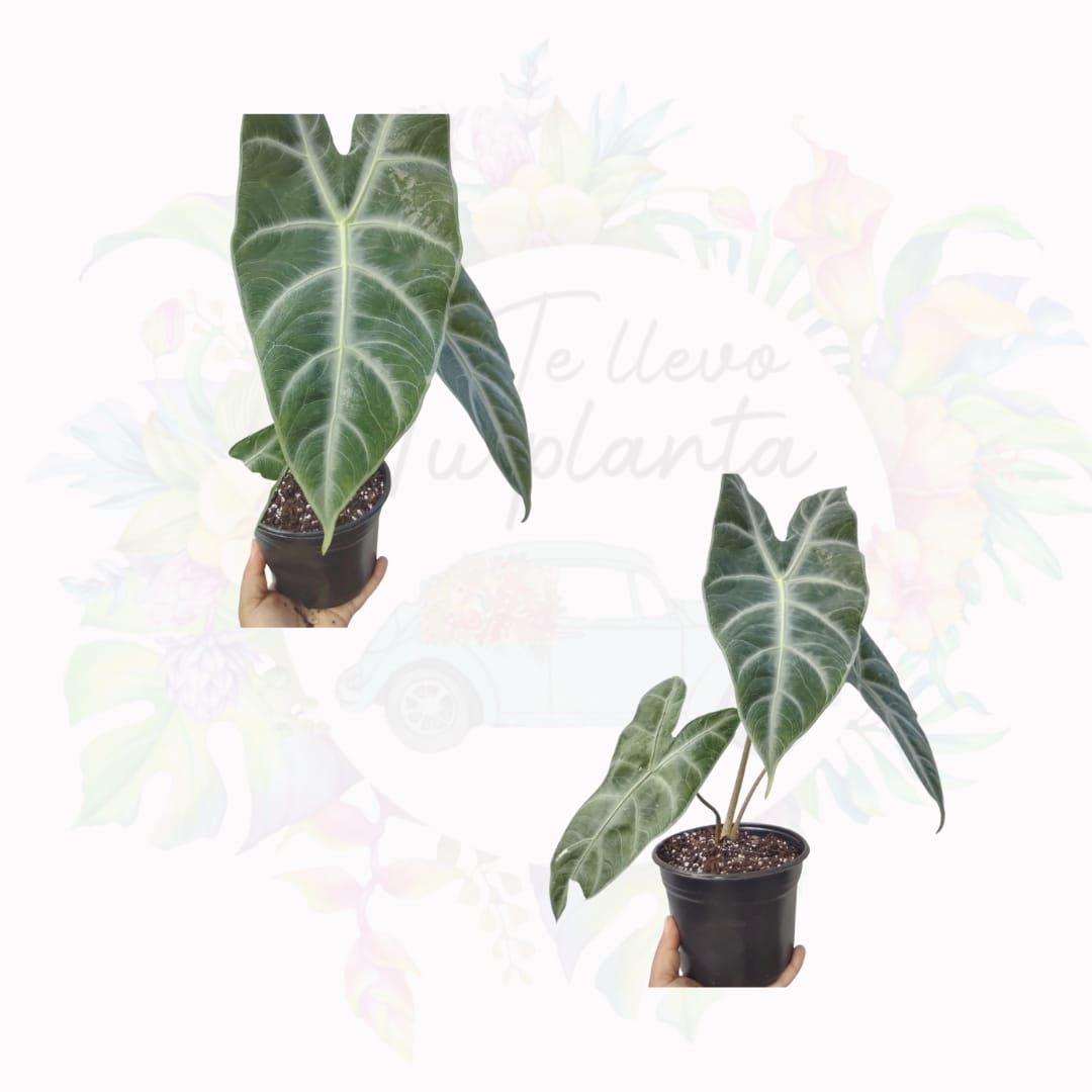 Alocasia Longiloba Silver #6