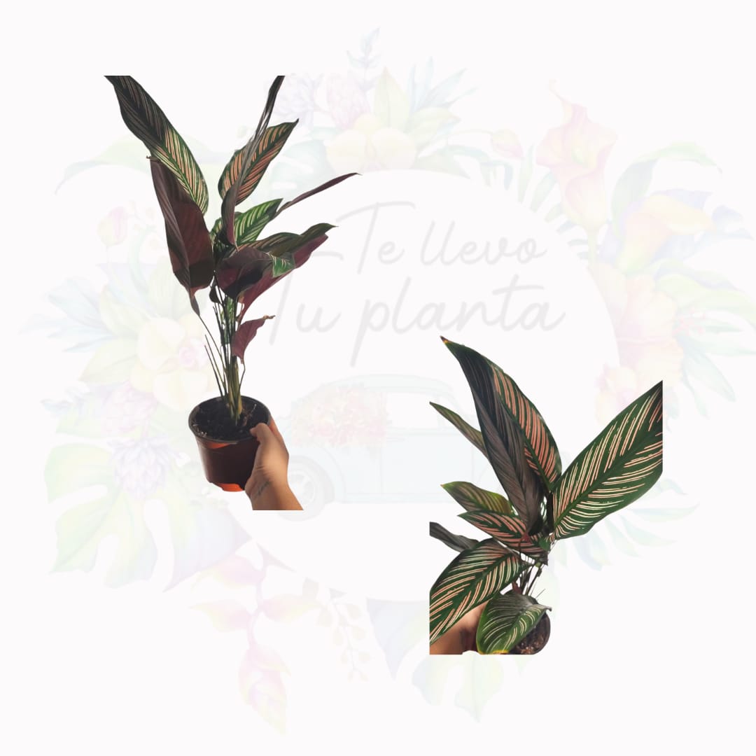 Calathea White Star “6