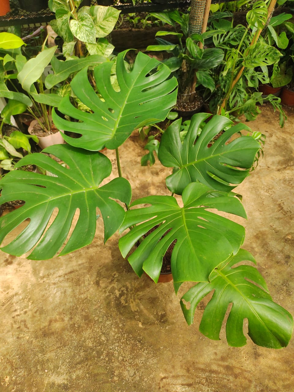 Monstera Deliciosa #10