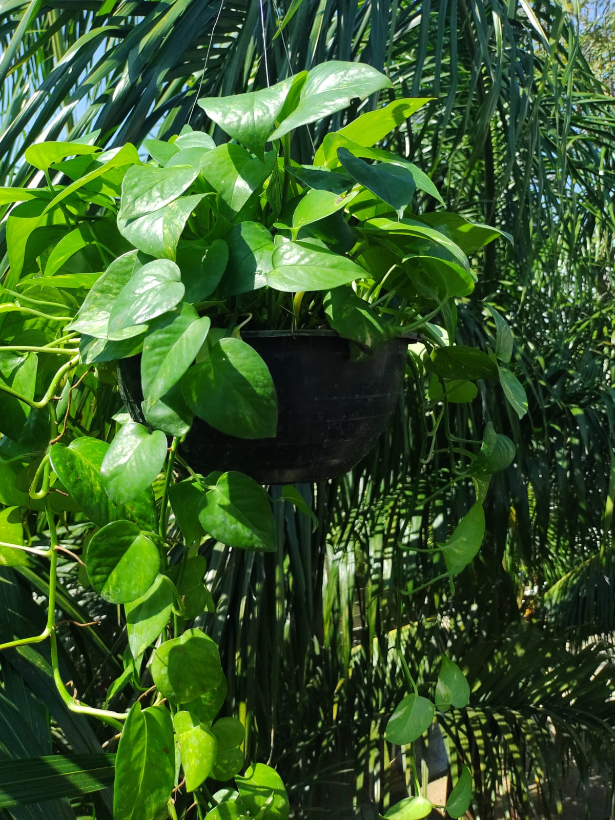 Epipremnum Aureum Golden #10 (Pothos Golden)