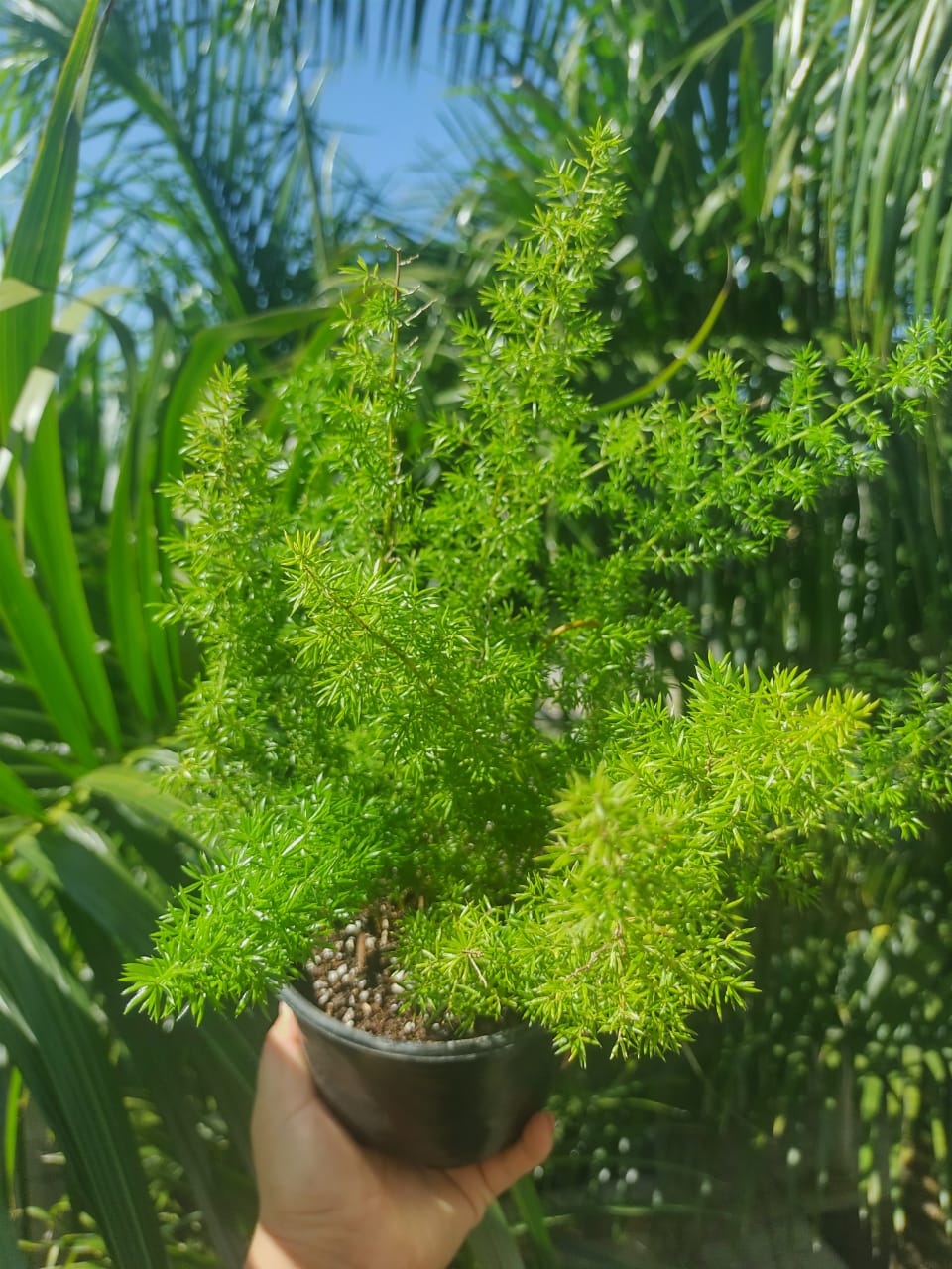 Helecho Asparagus densiflorus "6 (Helecho cola de zorro)