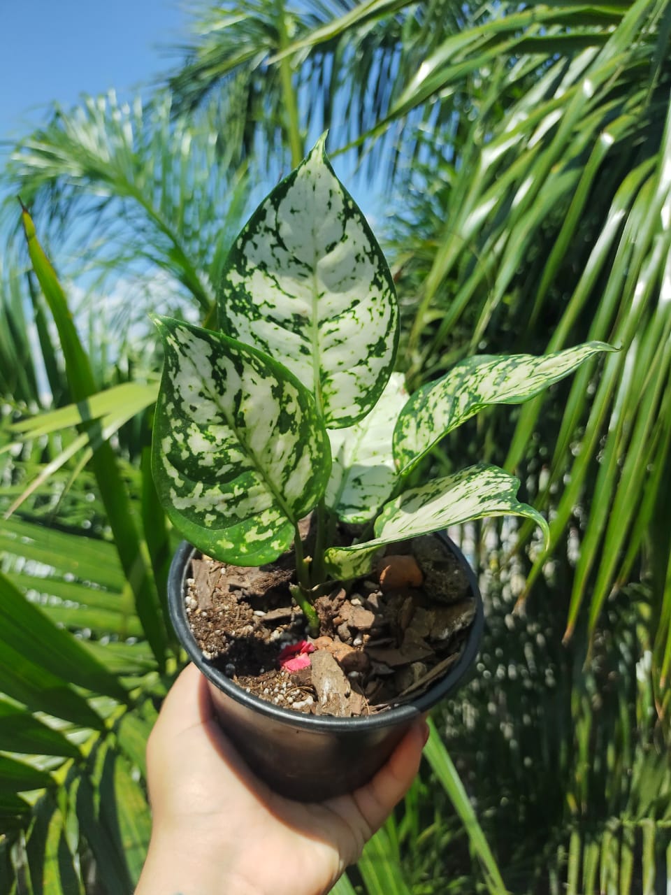 Aglaonema Super White "5