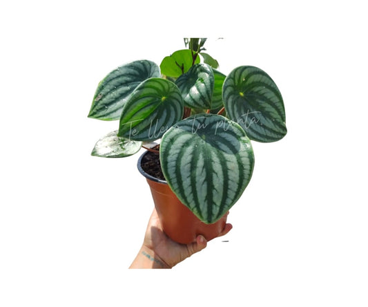 Peperomia Agryreia XL #6