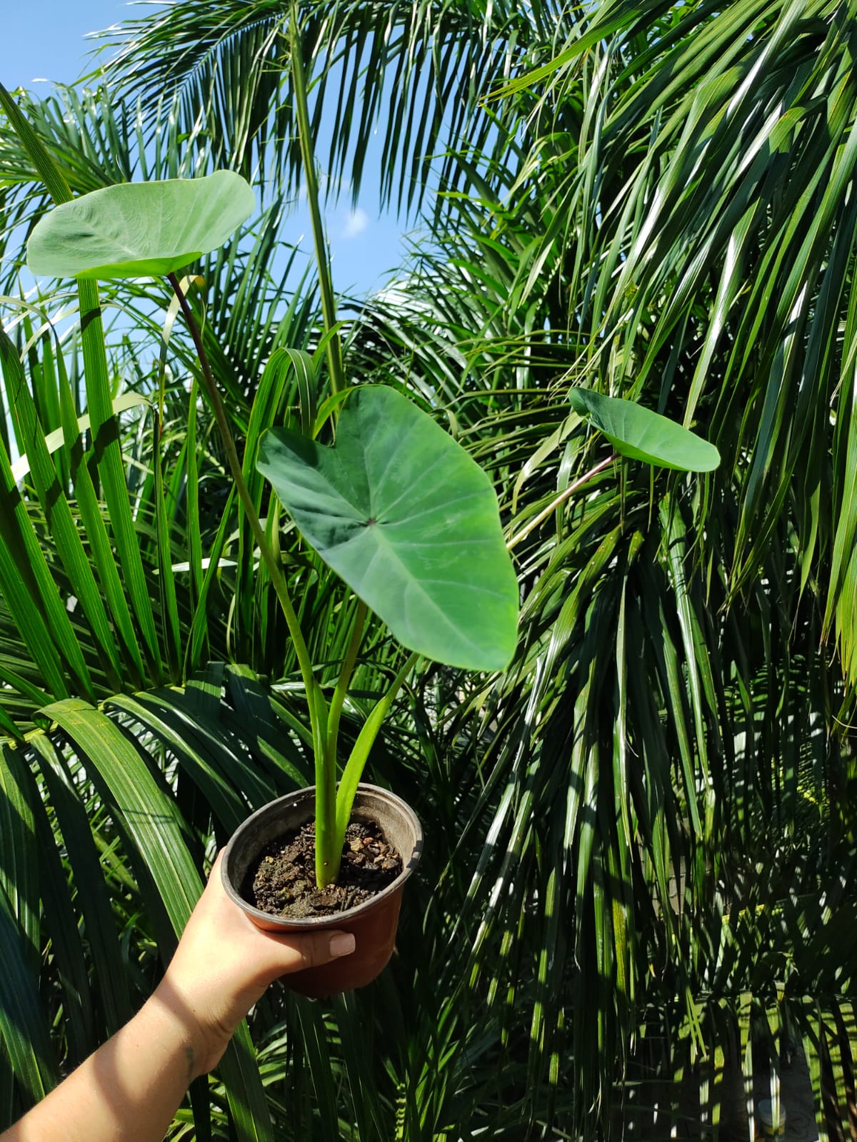 Colocasia Verde / Taro Verde #6