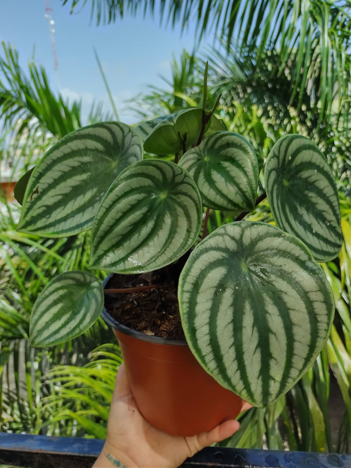 Peperomia Agryreia XL #6