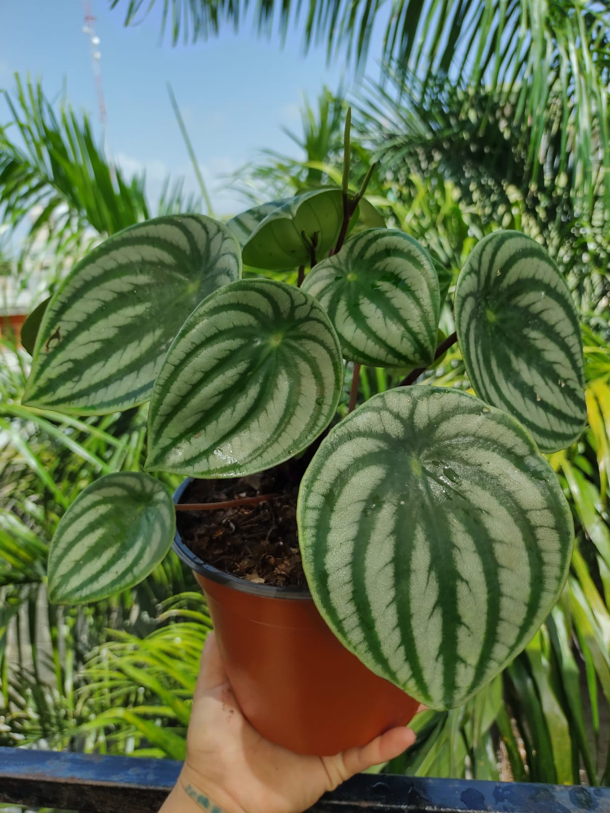 Peperomia Agryreia XL #6