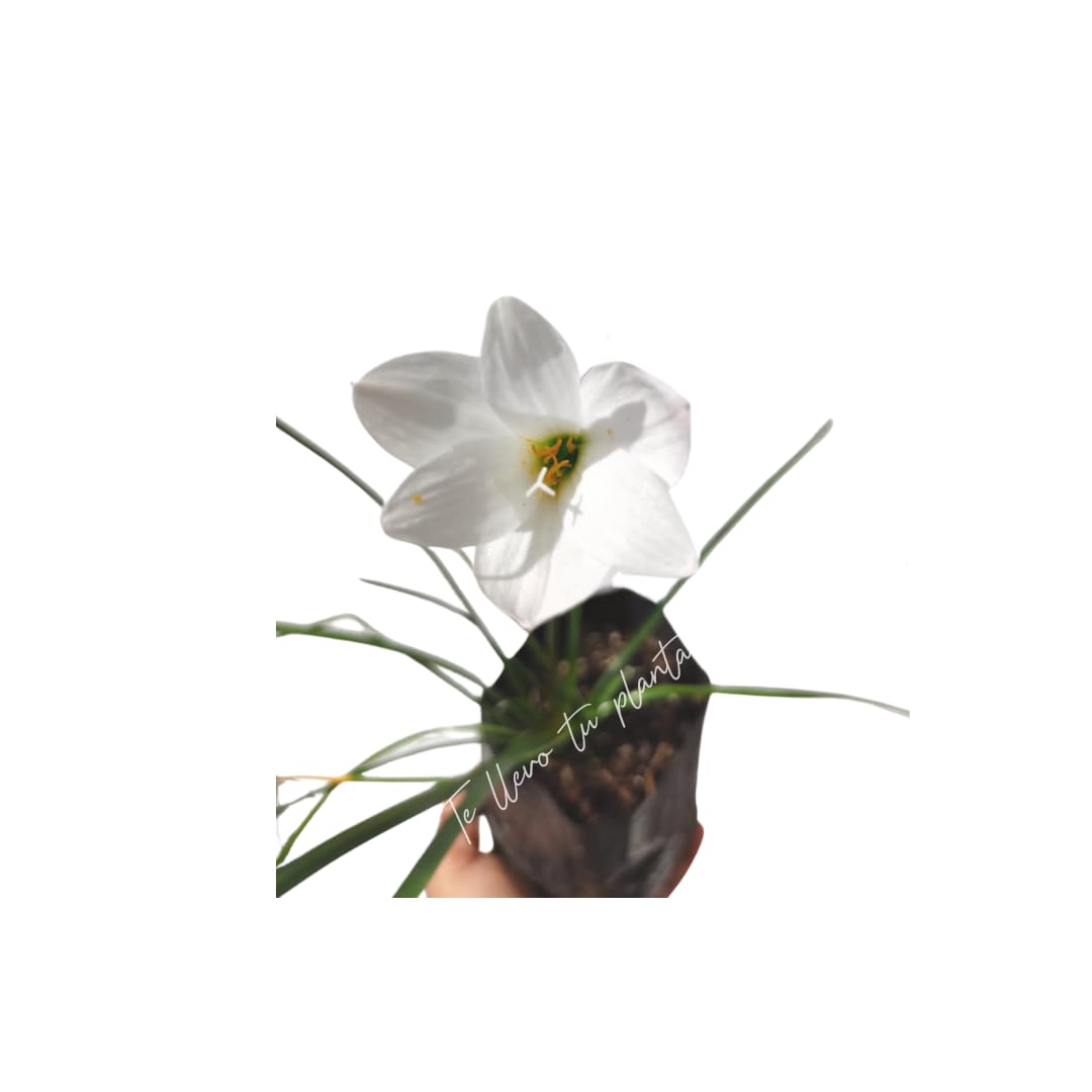 Zephyranthes Insularum