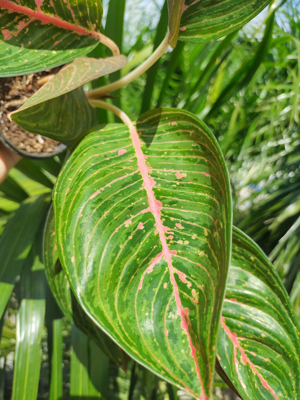 Aglaonema Legacy Green #4