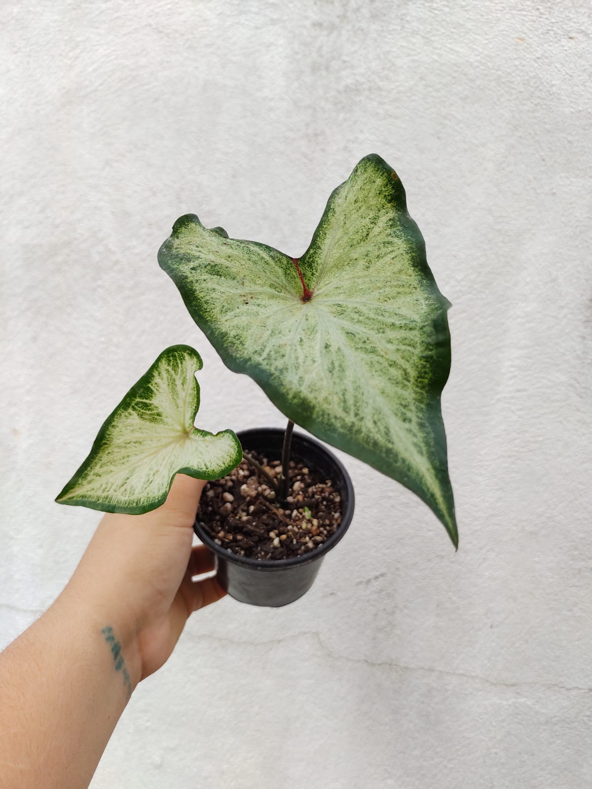 Caladium White Wing #4