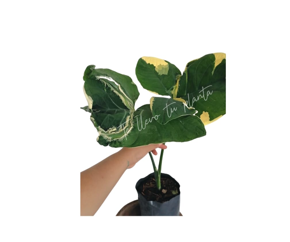 Xanthosoma Atrovirens Variegado “6