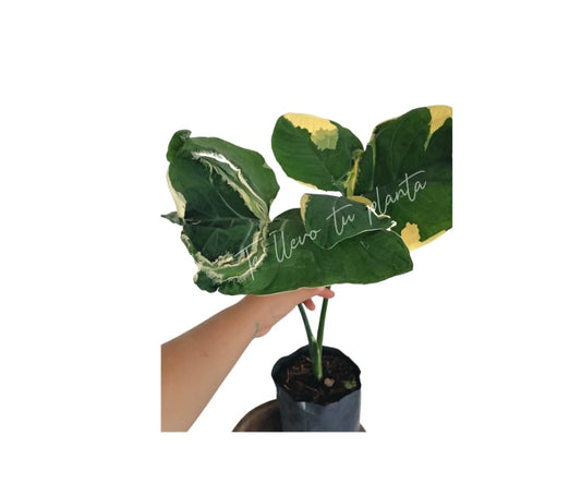 Xanthosoma Atrovirens Variegado “6